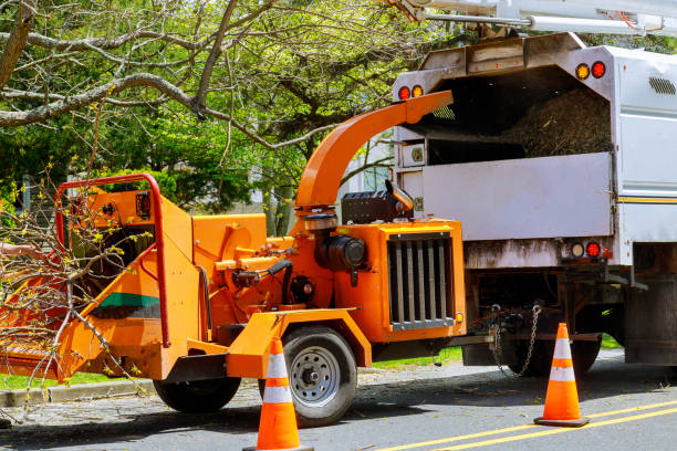 The Steps Involved in Our Tree Care Process in Perry, OK